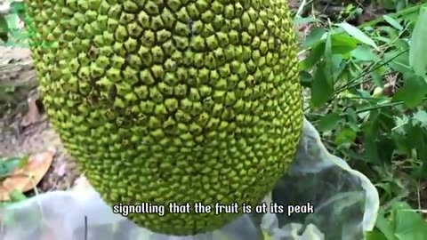 jack fruit