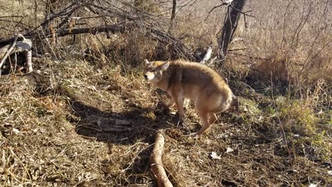 37 pound coyote