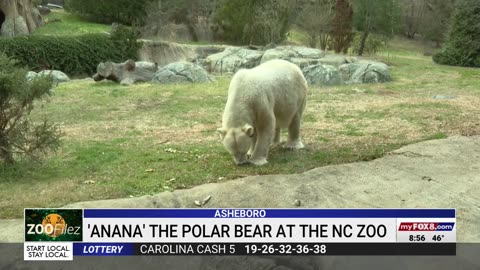 Come see Anana The Polar Bear at the North Carolina Zoo