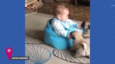 HILARIOUS Babies Laughing With Pets 😹 | Kids and Animals 💕