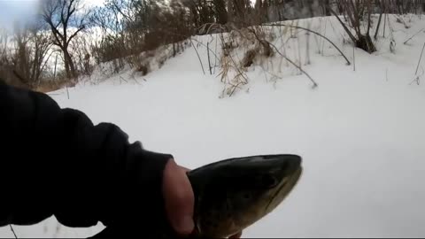 Catching a Massive 20-Inch Brown Trout!