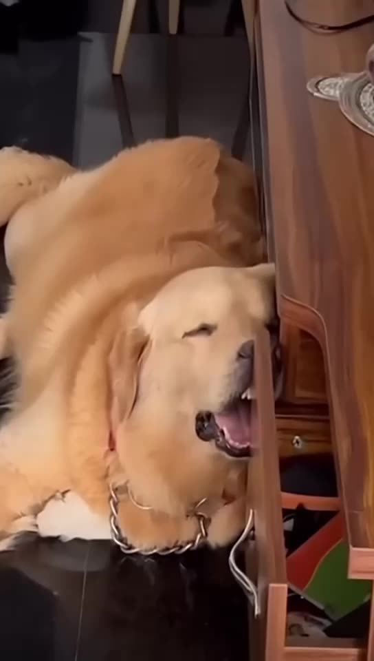 Dogs Refusing to Sleep in their Bed