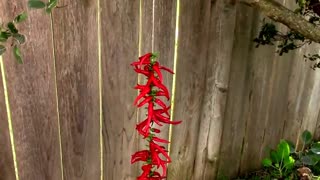 Stringing Up Cayenne Chili Peppers To Dry