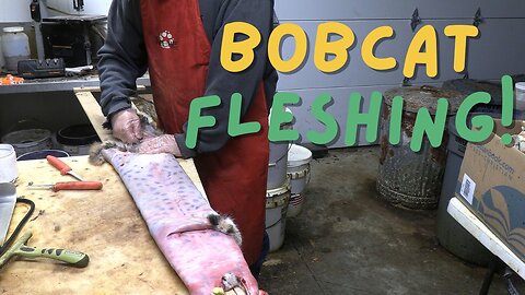 Fleshing Bobcat and Coyote Part 2