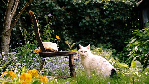 Cat Mia's day out in the garden