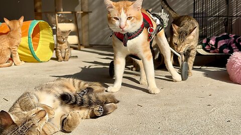 Adorable Tony Come to Visit the shelter at the weekend- Mega and Magic are back at the shelter