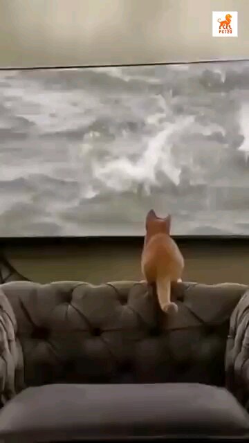 Don't Miss Out On These Heartwarming Dog Moments