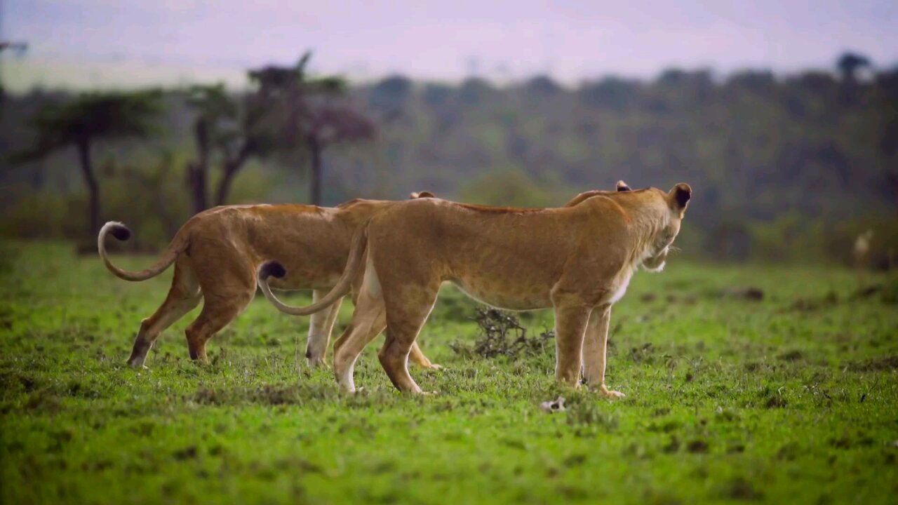 Strong and powerful female lions😍😍