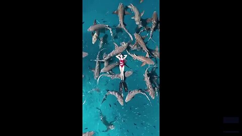 Tourist Swims With Dozens Of Sharks Surrounding Her