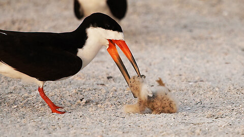 The Tough Life of a Skimmer Chick