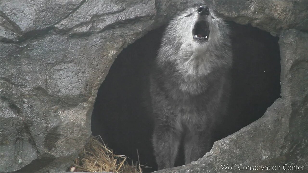 The Black Wolf's Howl to the Thunder