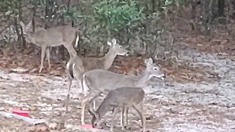 Merry Christmas says my Florida Deer