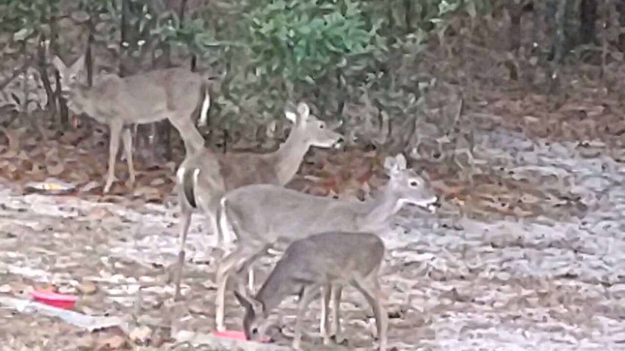 Merry Christmas says my Florida Deer