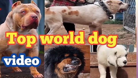 How To The Top World Dog watch Video