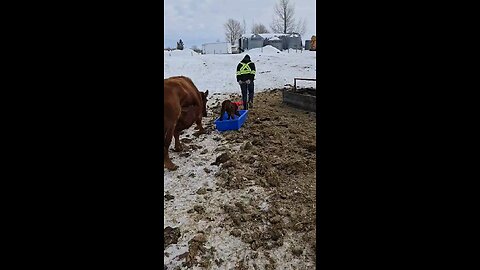 calf surfing sled