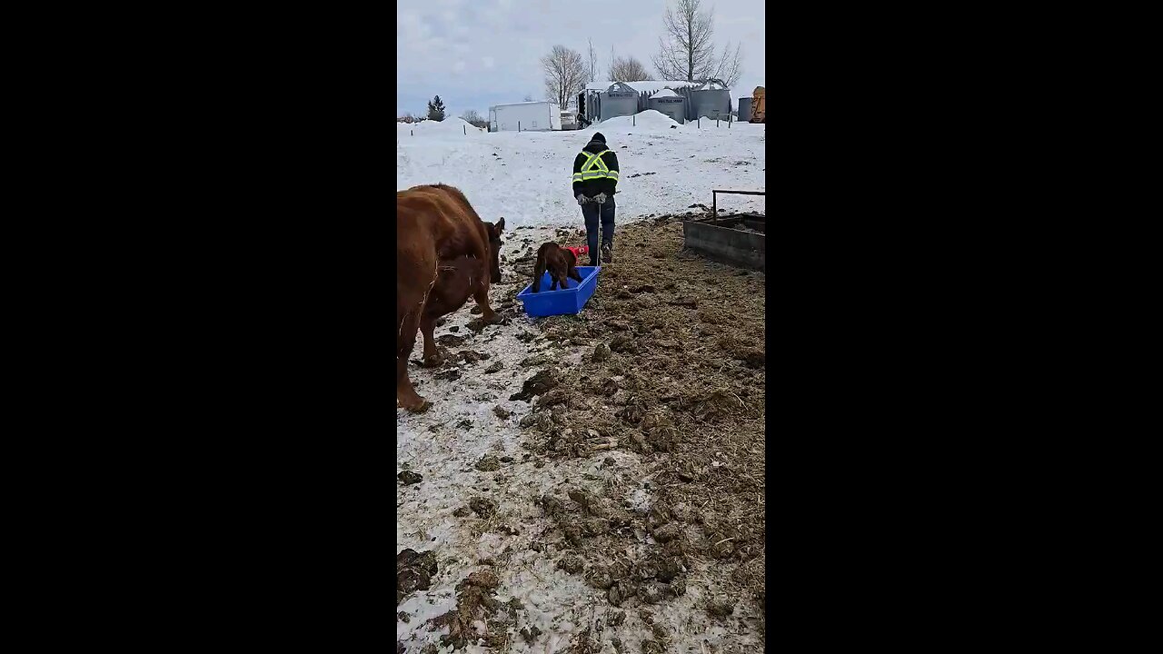 calf surfing sled