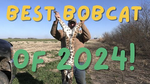 My Best Bobcat of 2024