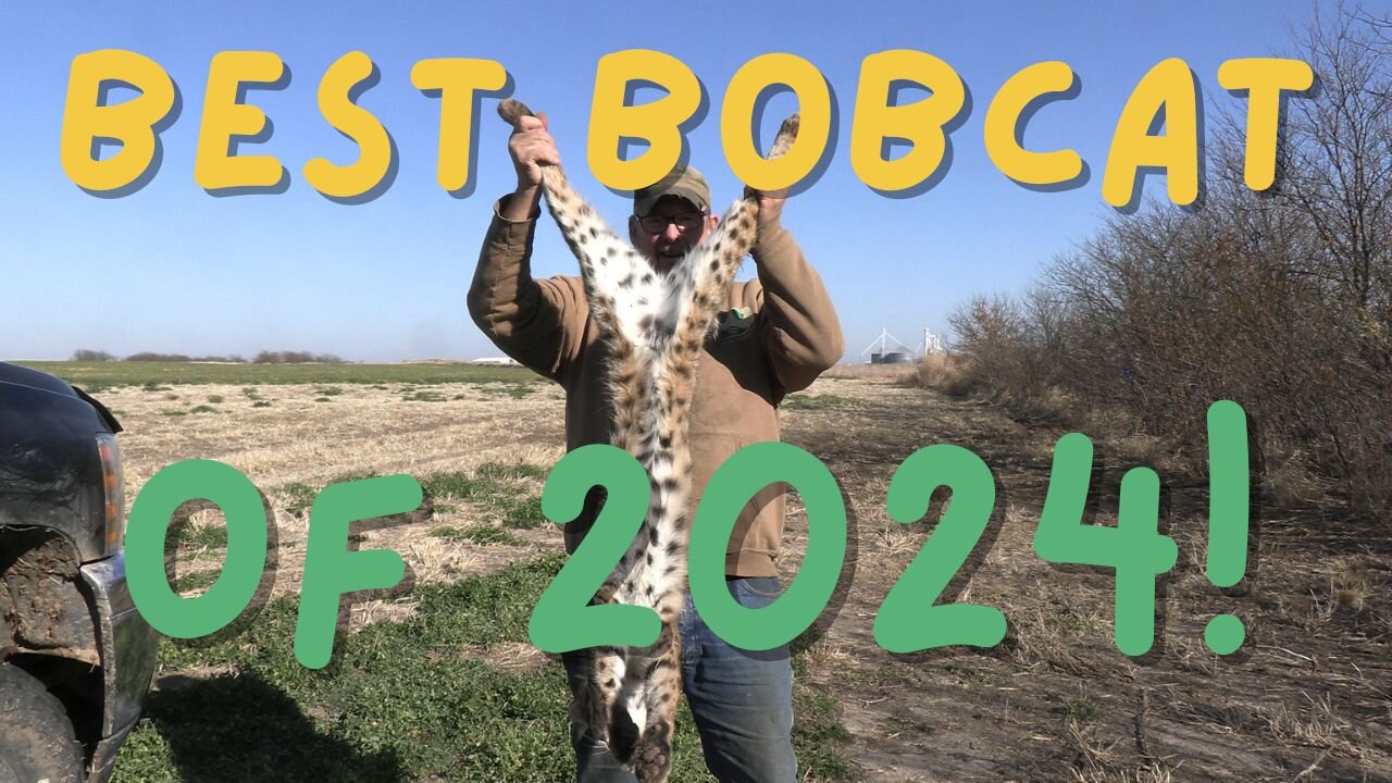 My Best Bobcat of 2024