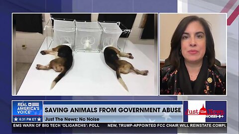 Rep. Nicole Malliotakis sounds the alarm on taxpayer-funded, abusive experiments on animals