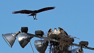 A Pair of Ospreys Take a Protective Stance