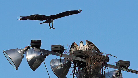 A Pair of Ospreys Take a Protective Stance