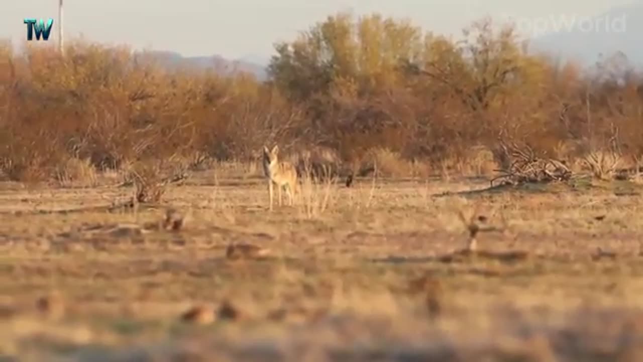 How American farmers and soldiers handle wild wolf and animals