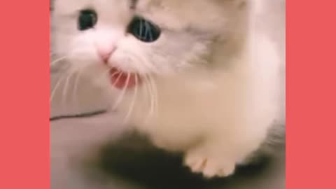 Cute little kitten