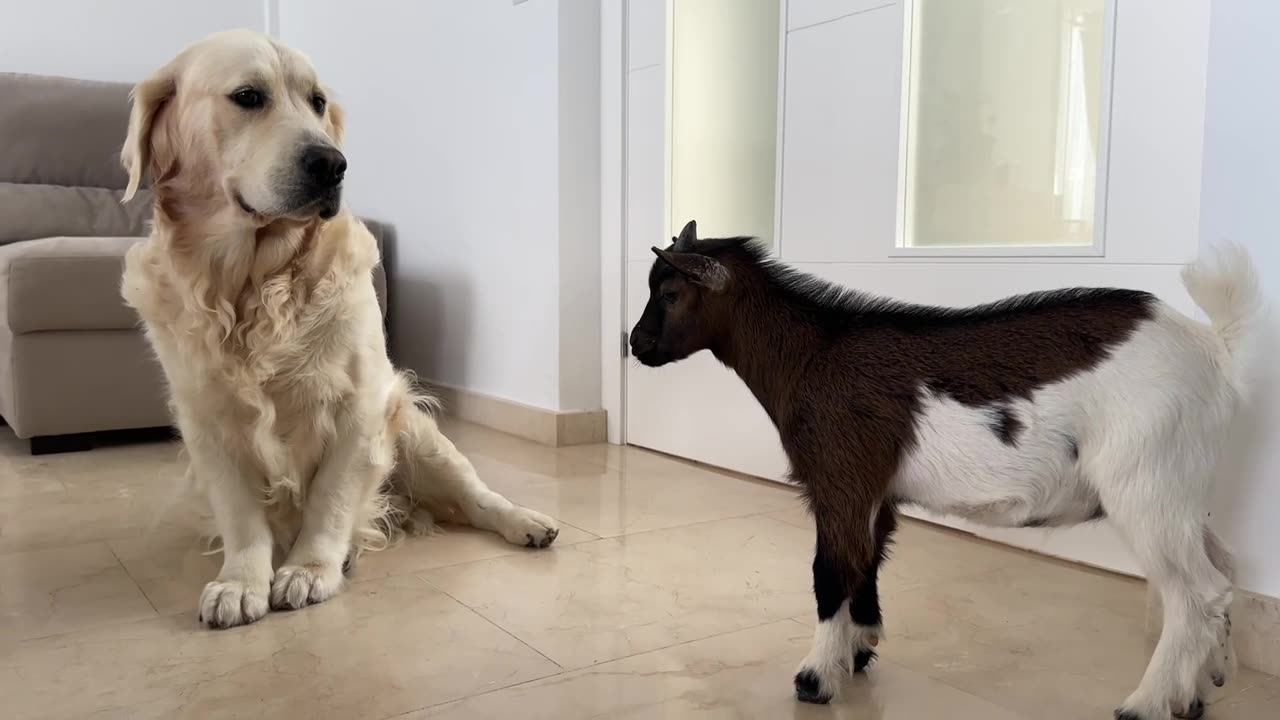 Baby Goat Meets a Dog for the First Time