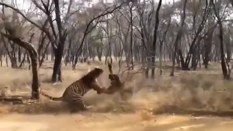 रणथंभौर में बाघों की लड़ाई !!!