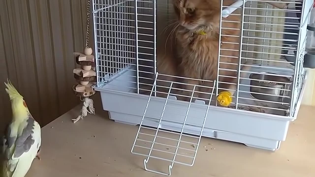 Pussy in cage!