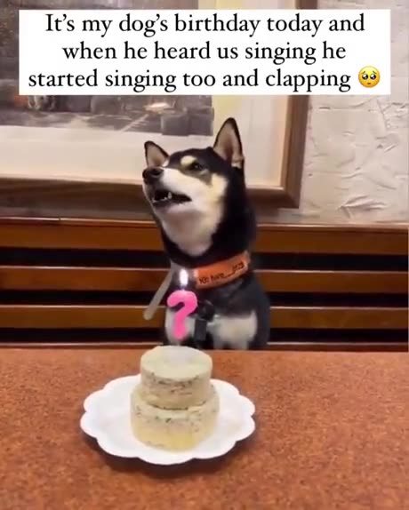 This Dog Singing Along To Happy Birthday