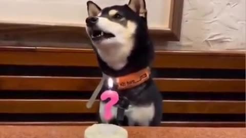 This Dog Singing Along To Happy Birthday