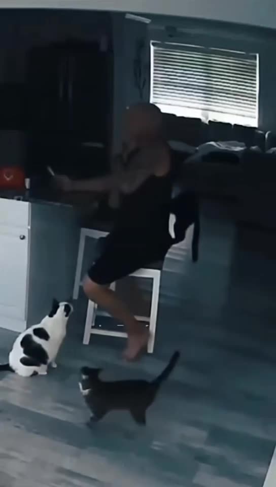 Funny Animals Moments