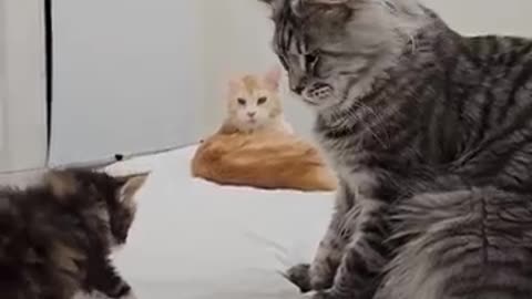 Maine Coon Papa meets his kitten 😮