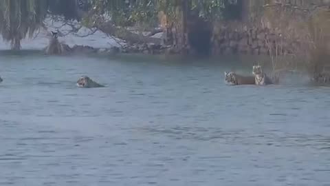 Tigers Family Swimming