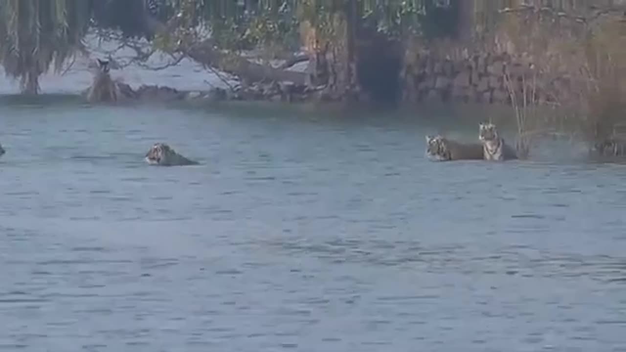 Tigers Family Swimming