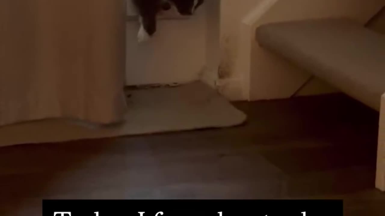 Someone get bro a bigger cat flap for Christmas 🤣