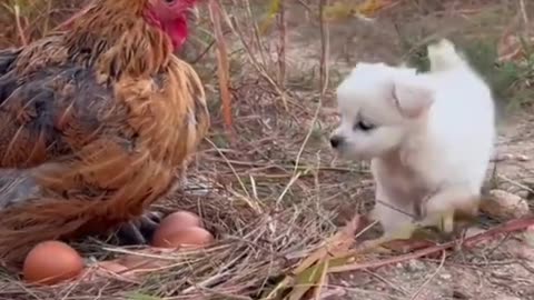 Funny dog and chicken