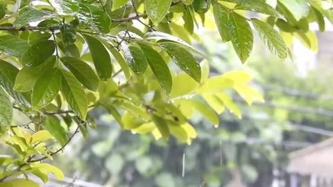 Rain Sound for Relaxation