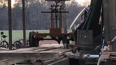 Yet Another Railroad Shop Cat