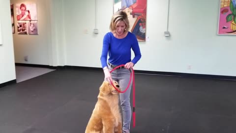 How To Use A British Slip Lead on Your Dog