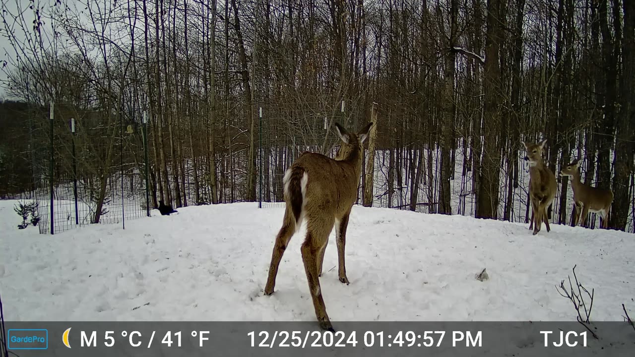 Deer vs Ravens