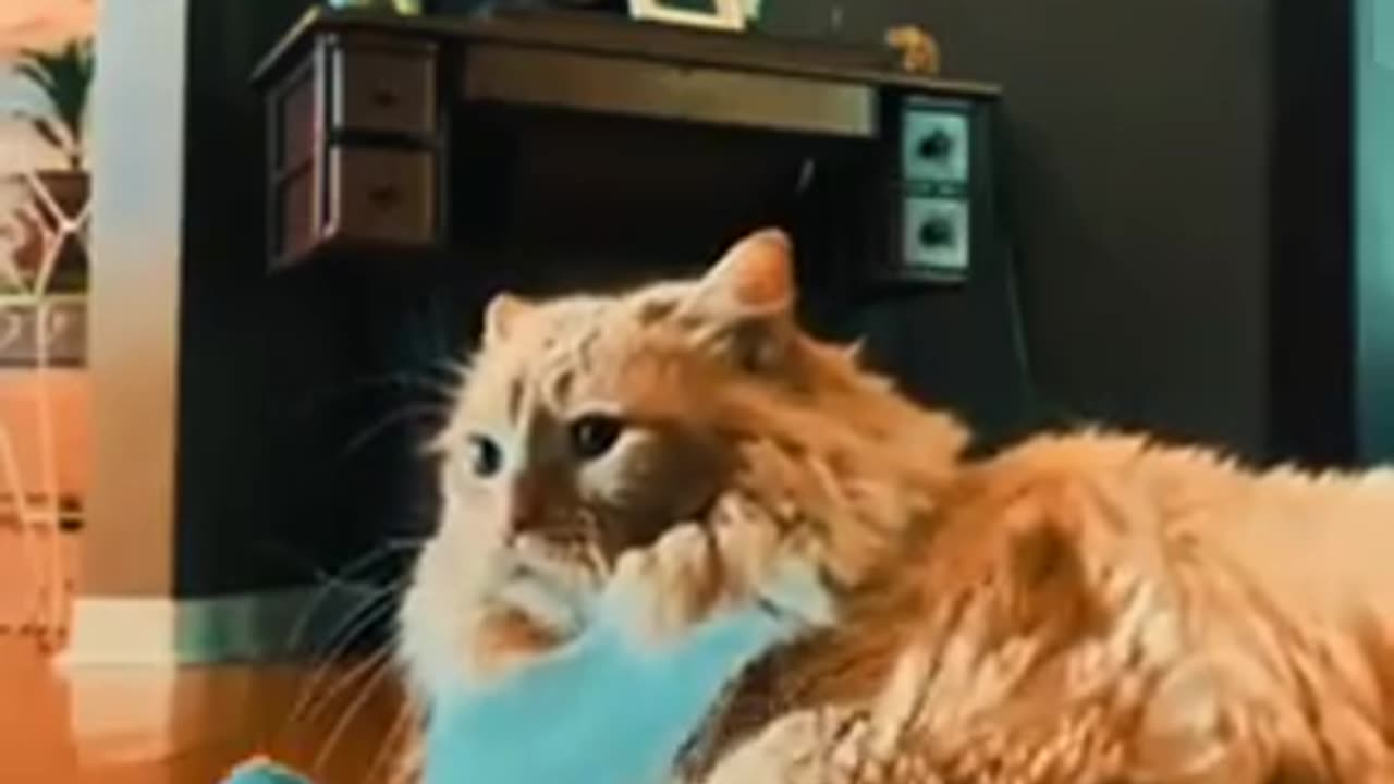 Cute Animals Video 😍😍😍 @anikesh pandey#viral #trending #russia #funny #philippines #usa #china