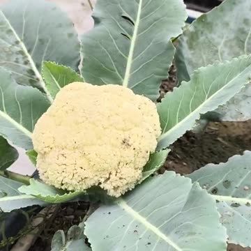 brokly without medicine organic just