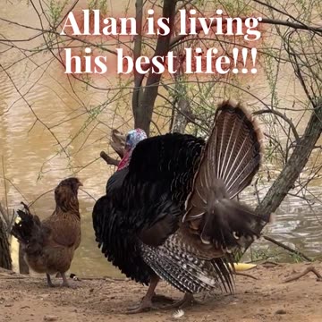 Allan is living his best life!!