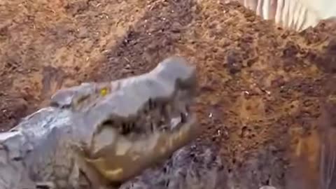 Omnivorous crocodile