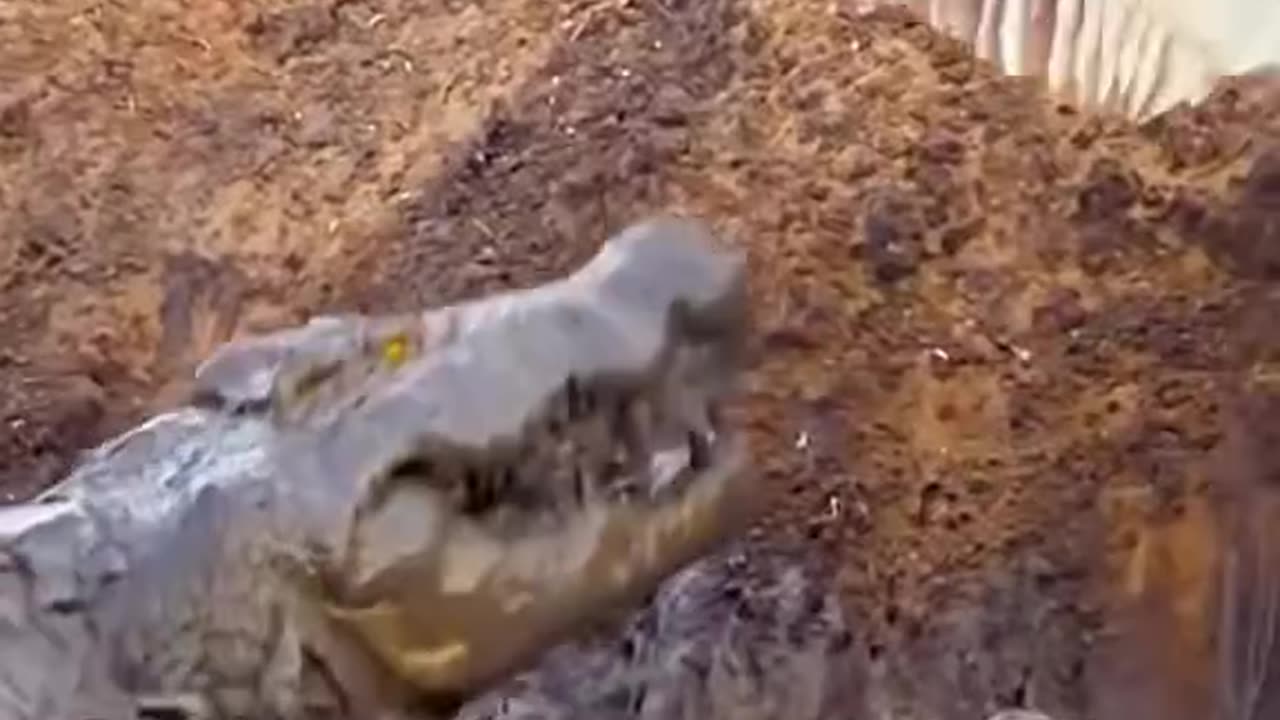 Omnivorous crocodile