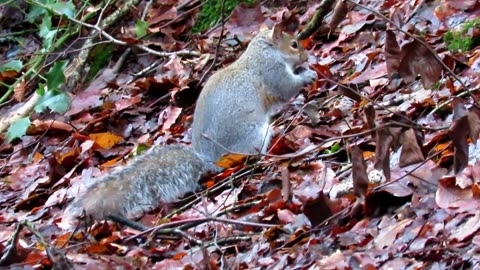 Facts you need to know about GREY SQUIRRELS!