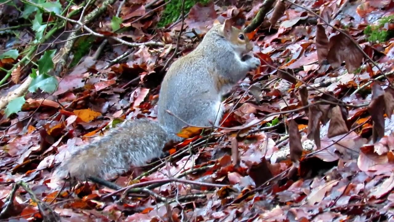 Facts you need to know about GREY SQUIRRELS!