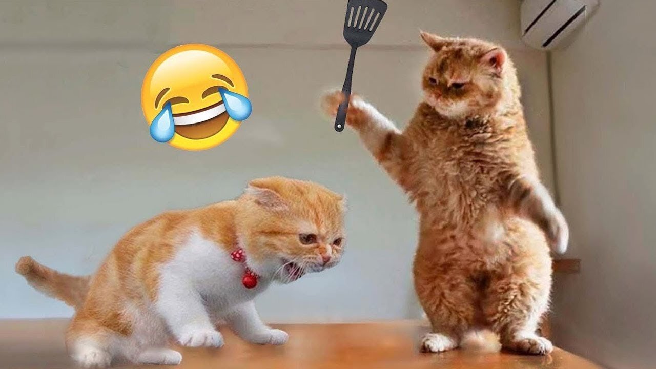 Funny Animal Videos